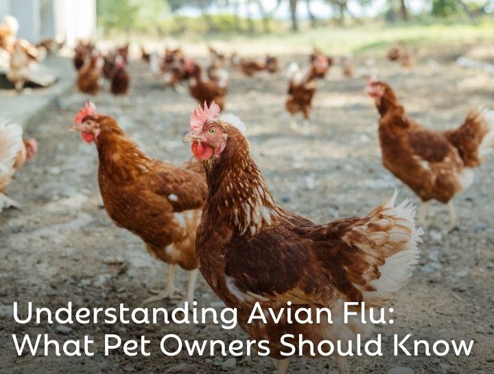 Understanding Avian Flu: What Pet Owners Should Know